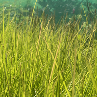 Sesleria autumnalis